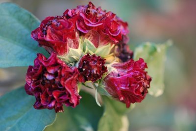 Hibiscus syriacus 'Purpurescens Variegatus' - ibišek syrský 'Purpurescens Variegatus' -květy (2)